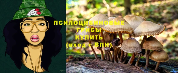 крисы Баксан